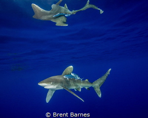 An oceanic white tip shark with surface reflections at Ca... by Brent Barnes 